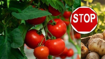 Помидоры не друзья картофелю