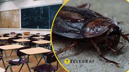 В местной школе Полтавы произошел курьезный инцидент с тараканом