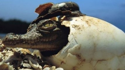 Палеонтологи нашли яйца древнейших крокодилов 