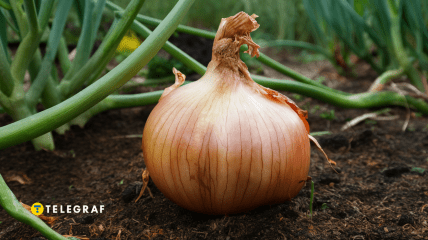 Как вырастить большой лук