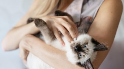 Кошка на руках не всегда чувствует себя комфортно