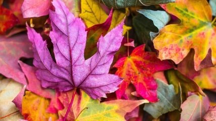 Лучшие идеи, что делать с опавшей листвой осенью (Фото)