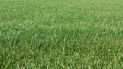 Гарний газон зробити нескладно