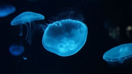 Ужалила медуза: первая помощь и профилактика