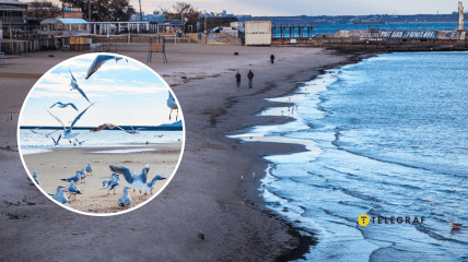 Черное море в Одессе