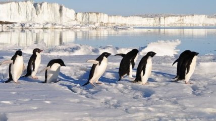 Ученые нашли в брачном зове пингвинов сходство с человеческой речью