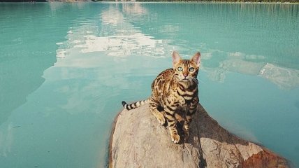 Кошка, которая путешествует по миру (Фото)