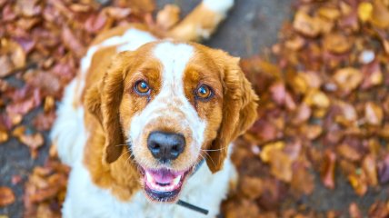 Яке сьогодні свято — Симеонів день