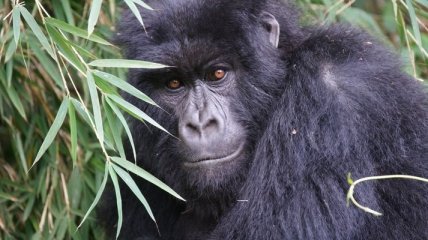 Исследователи нашли причину вымирания горных горилл