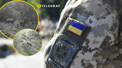 На камеру потрапили різноманітні тварини
