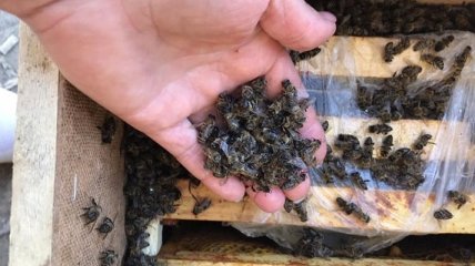 "Укрпошта" влипла в серьезный скандал из-за гибели миллионов пчел (фото)