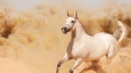Ученые установили, как общаются лошади между собой?