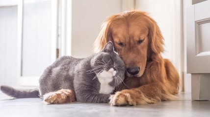 Кішки здатні спокійно жити разом із собаками