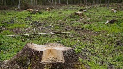 У Львові вирубали ліс на 2 мільйони