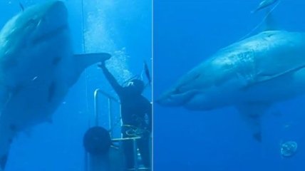 Самая большая акула из когда либо снятых на камеру (Видео)