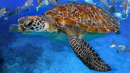 Ученые впервые смогли вырастить кожу морской черепахи