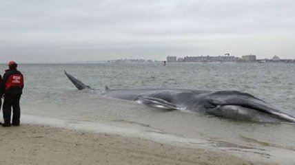 На побережье Нью-Йорка погиб огромный кит