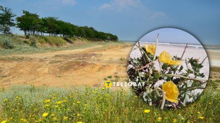 Мачок желтый расцвел в Одесской области