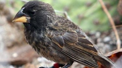 Ученые наблюдали за появлением нового вида птиц