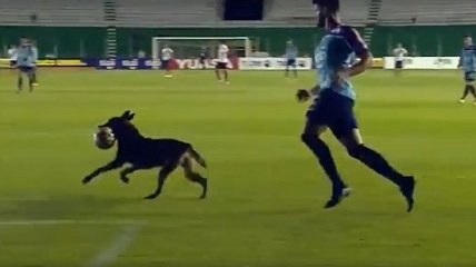 Собака устроила настоящую комедию на футбольном поле во время матча (Видео)