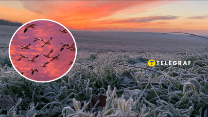 Переліт птахів