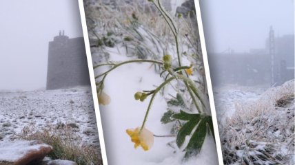 Цветы в снегу выглядят необычайно хрупко и красиво