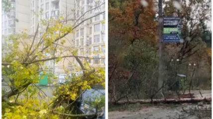 В Киеве продолжается деревопад