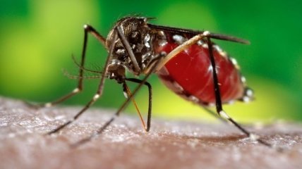 Что спасет от комаров на пикнике?