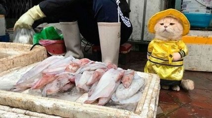 Смешной вьетнамский кот, продающий рыбу, покоряет сердца пользователей сети