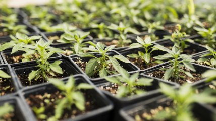 Коли та як треба поливати розсаду