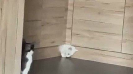 Настоящее колдовство: белый кот "просочился" сквозь узкую щель в мебели (видео)
