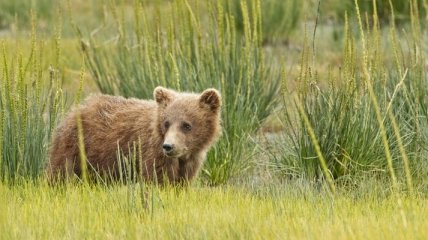 Медвежонок из России устроил переполох в китайском городке