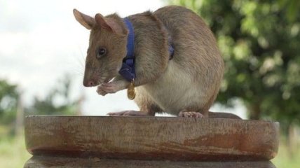 В Британии крысу наградили престижной золотой медалью