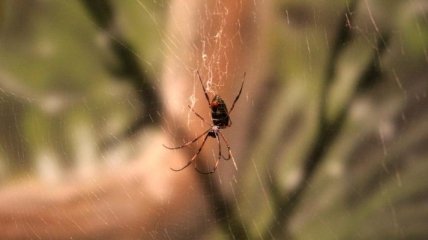 Ученые из Австралии обнаружили полезные свойства яда пауков