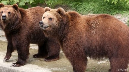 В РФ хотят признать медведей стратегическим объектом