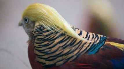 Маленький рыжик: китайцы нашли фазана, безумно похожего на Трампа