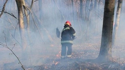 Пожары в Житомирской области и Чернобыльской зоне локализовали