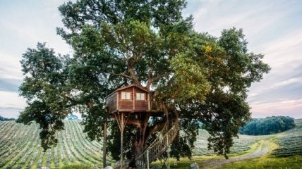 Невероятно: отель с роскошным видом открыли на дереве (Фото)