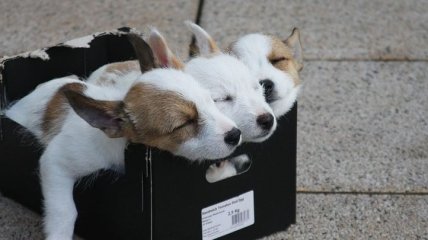 Идеальные позы для сна: фото очаровательных щеночков, которые вас умилят