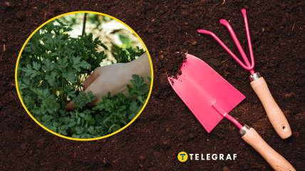 Посев петрушки