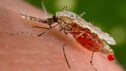 Минздрав: в Украине нет комаров, переносящих вирус Зика