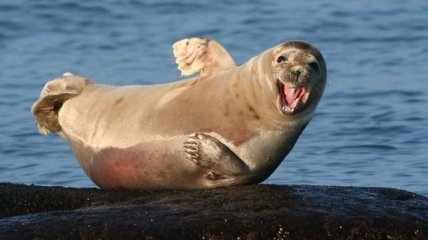 Служба безопасности ЛАЭС задержала тюленей-нарушителей