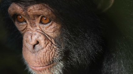 У шимпанзе впервые обнаружили болезнь Альцгеймера
