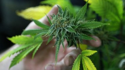 В парламенте готовят законопроект о легализации марихуаны
