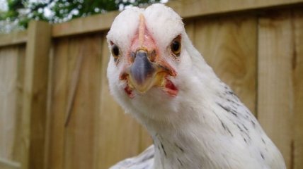 Ученые: от кого курицы наследуют гены  