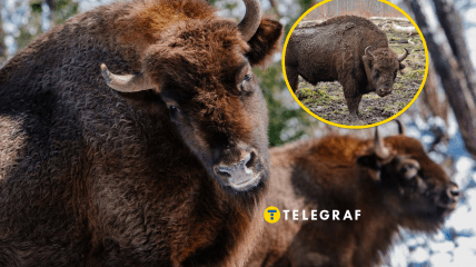 В Украине насчитывается несколько мест, где проживает более 100 зубров