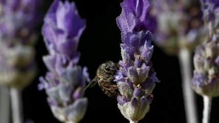 Пчелы забывают запах цветов из-за пестицидов