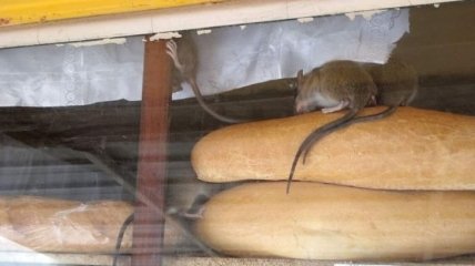Мыши бегают прямо по хлебу: фото из магазина в Ровеньках обескуражило сеть
