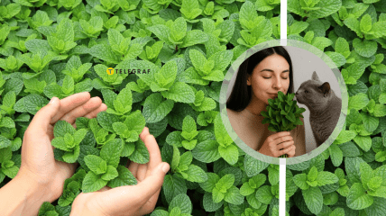 Мята будет оставаться ароматной