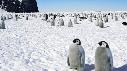 Украина и Австралия решили вместе изучать Антарктиду